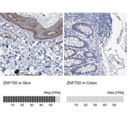 ZNF750 Antibody, Novus Biologicals 0.1mL; Unlabeled:Antibodies, Polyclonal